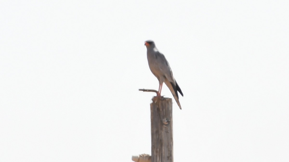 Pale Chanting-Goshawk - ML185155771