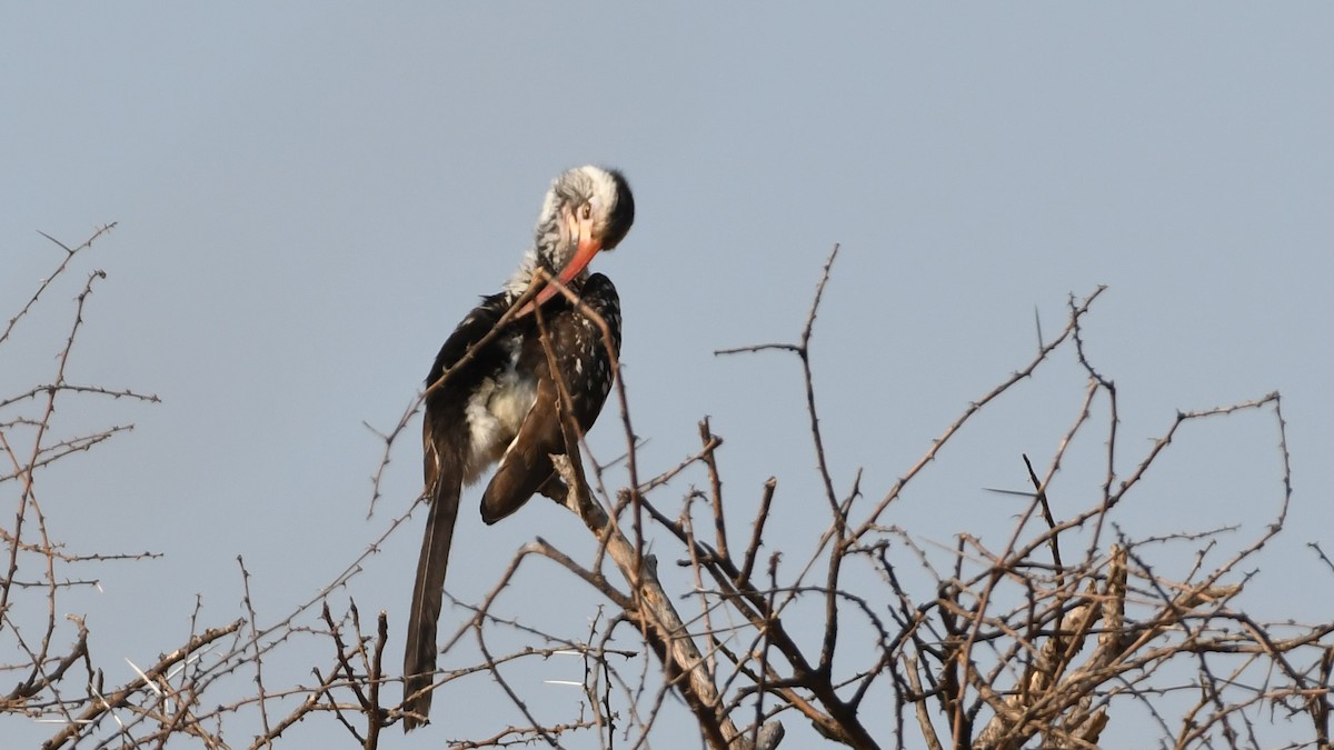Southern Red-billed Hornbill - Vlad Sladariu