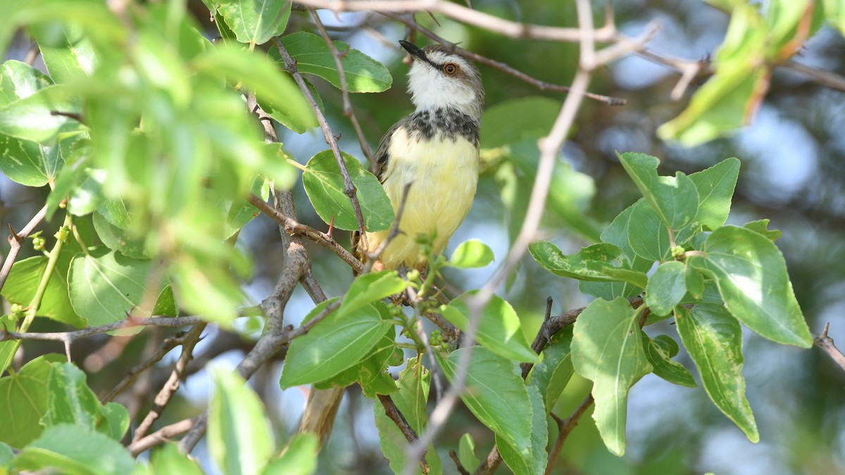 Black-chested Prinia - Vlad Sladariu