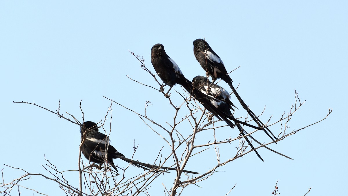 Magpie Shrike - ML185156541