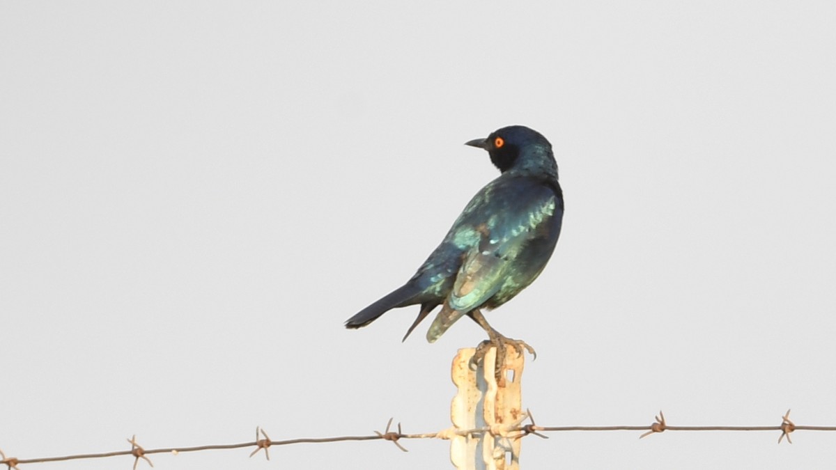 Cape Starling - ML185156571