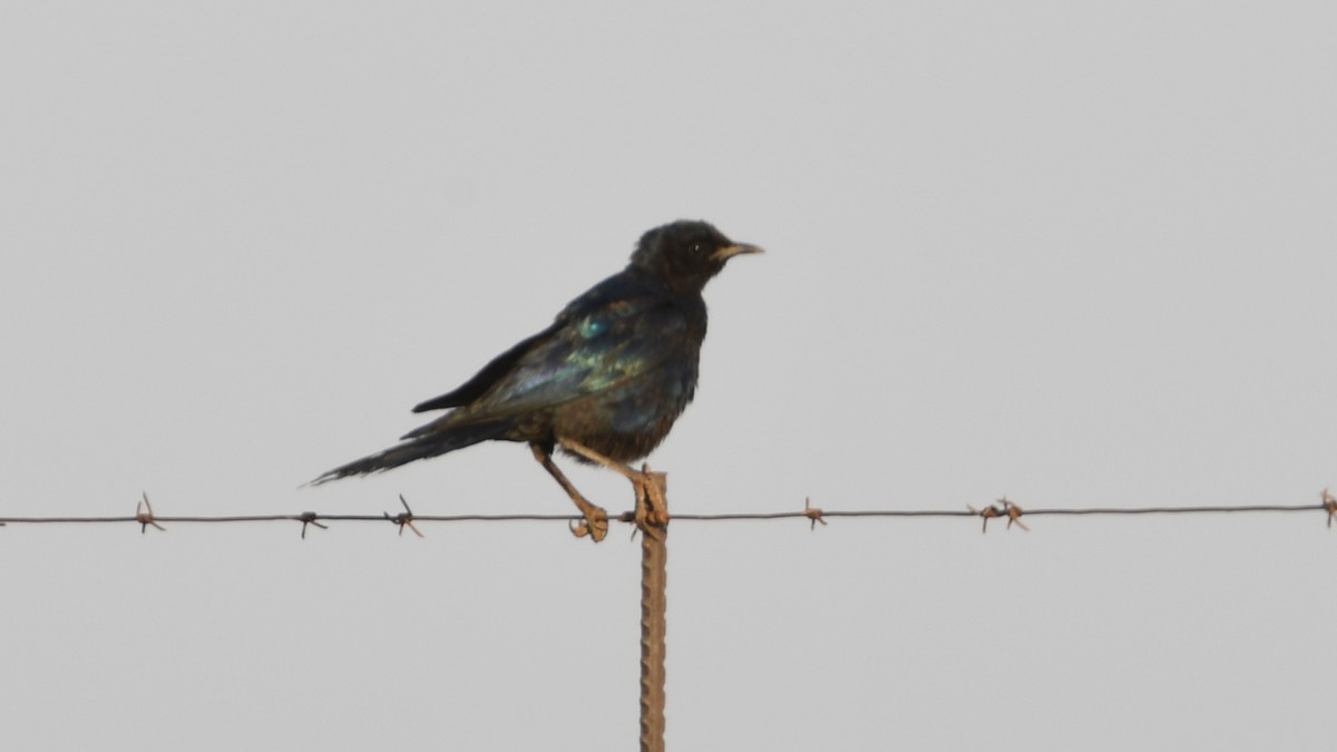 Burchell's Starling - ML185156581