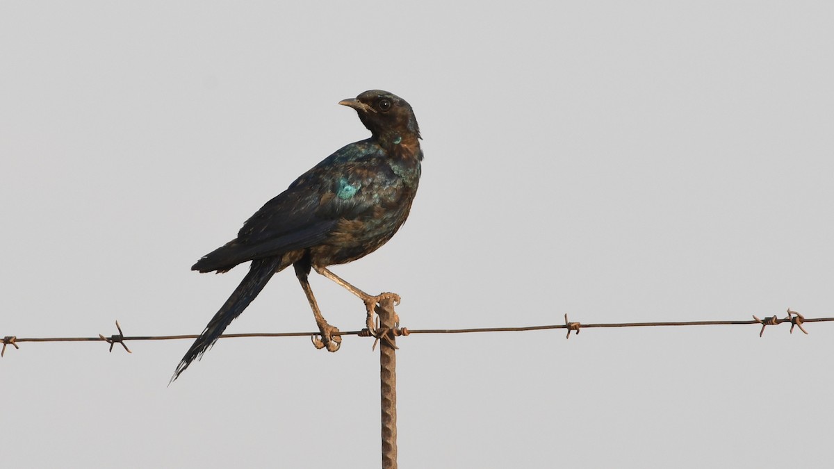 Burchell's Starling - ML185156591