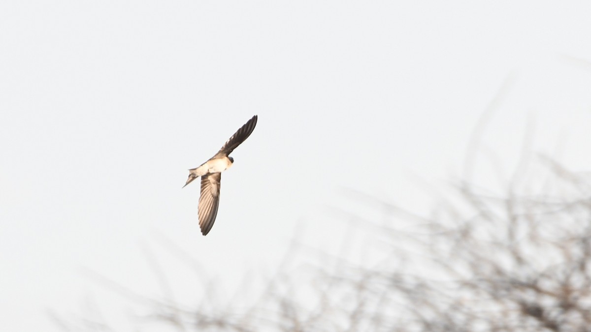 Pearl-breasted Swallow - ML185156631