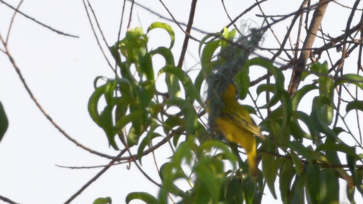 Lesser Masked-Weaver - ML185156651