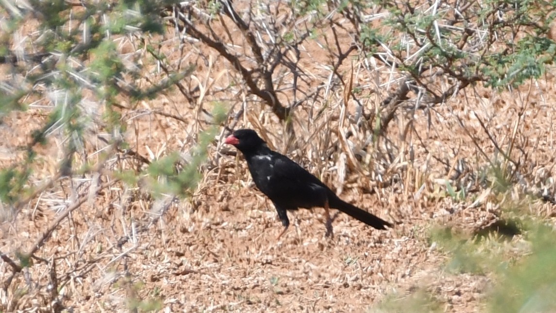 Red-billed Buffalo-Weaver - ML185156681