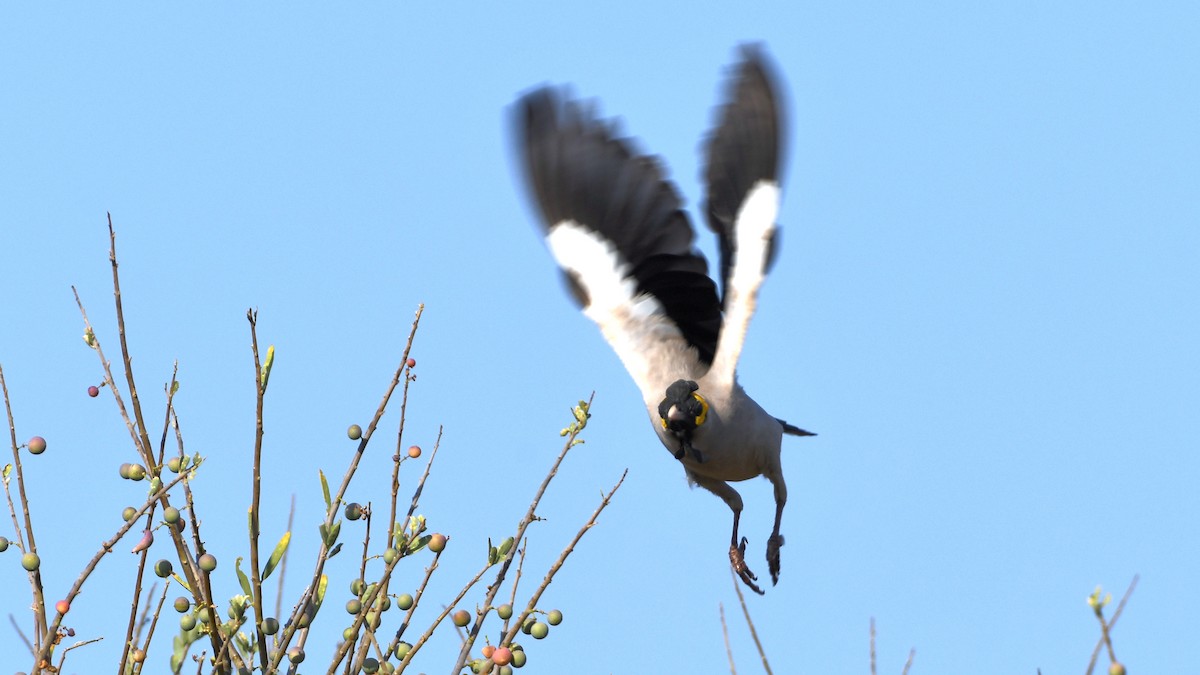 Wattled Starling - ML185156711