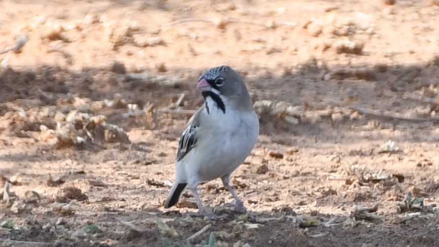 Pul Alınlı Dokumacı - ML185156721