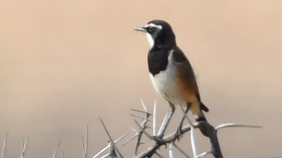 Capped Wheatear - ML185157241