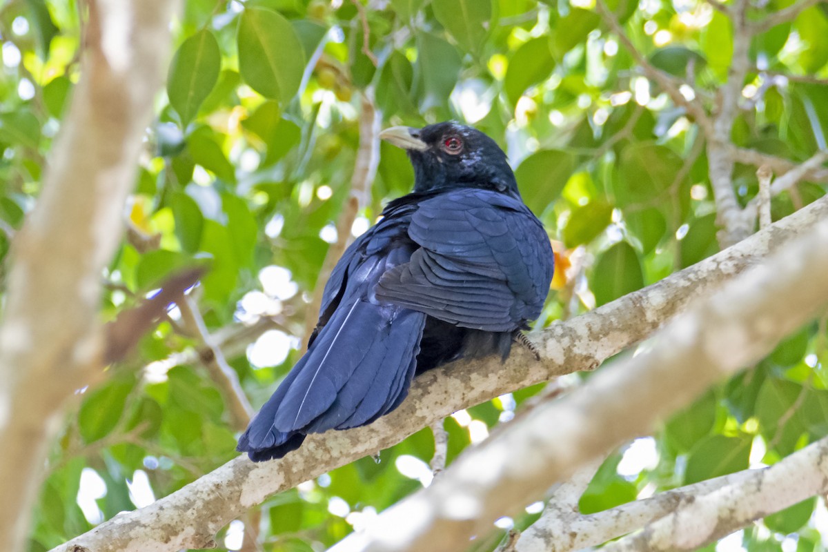 Pacific Koel - ML185157601