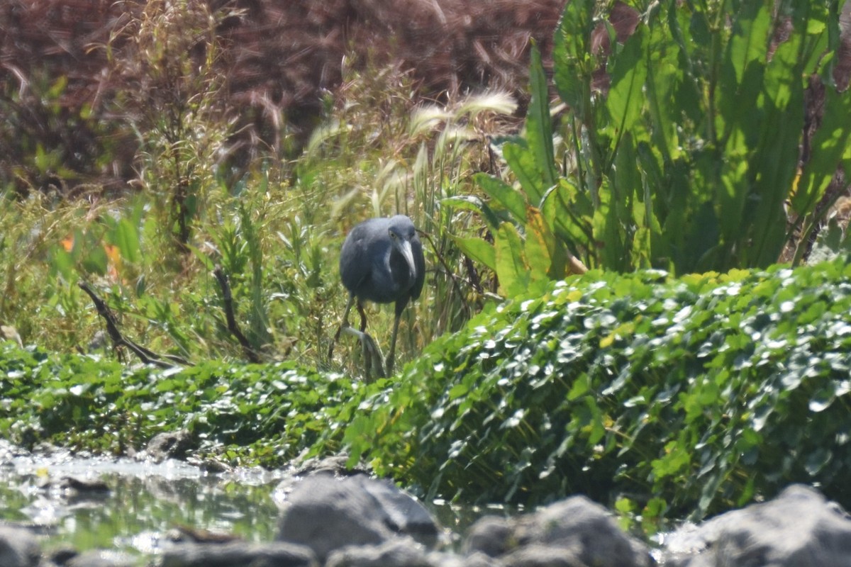 Little Blue Heron - ML185158501