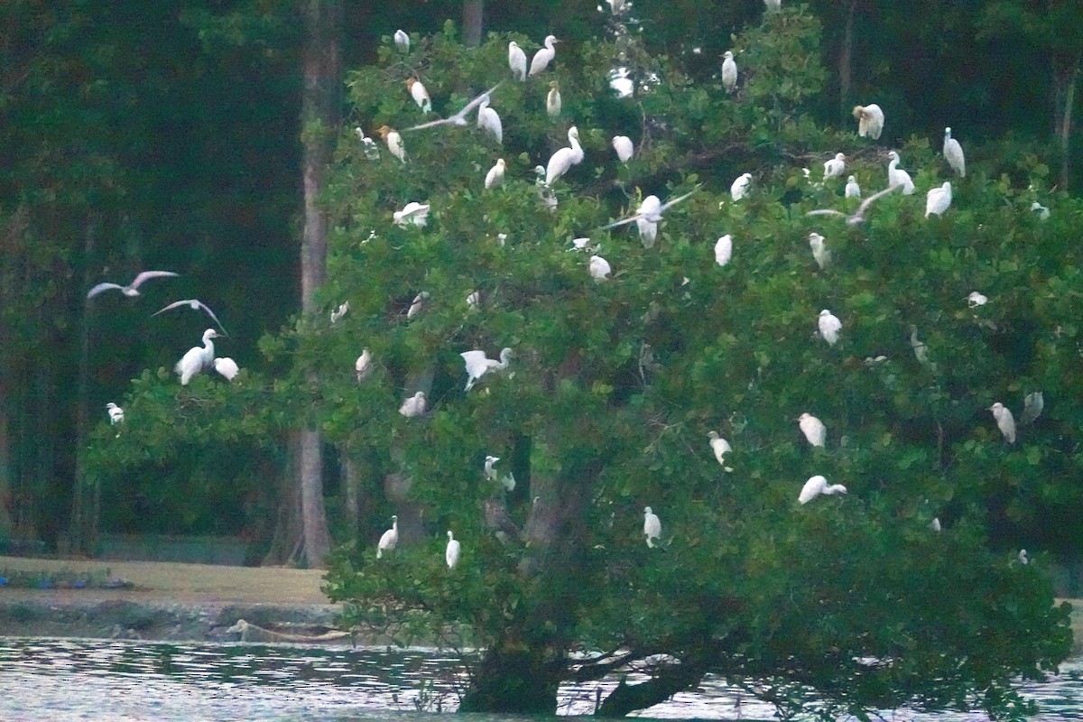 Eastern Cattle Egret - ML185160571