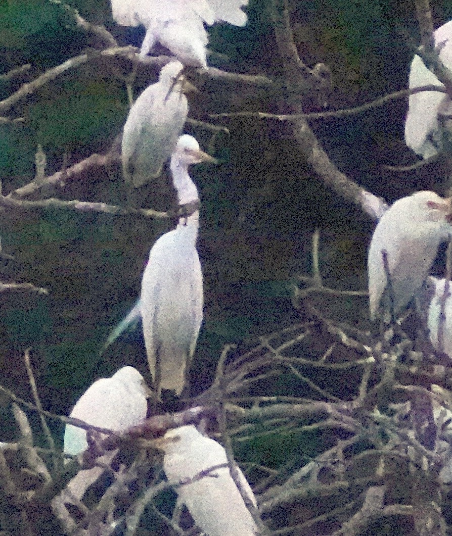 Plumed Egret - ML185161291