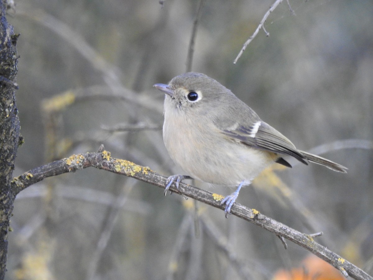 Hutton's Vireo - ML185161511