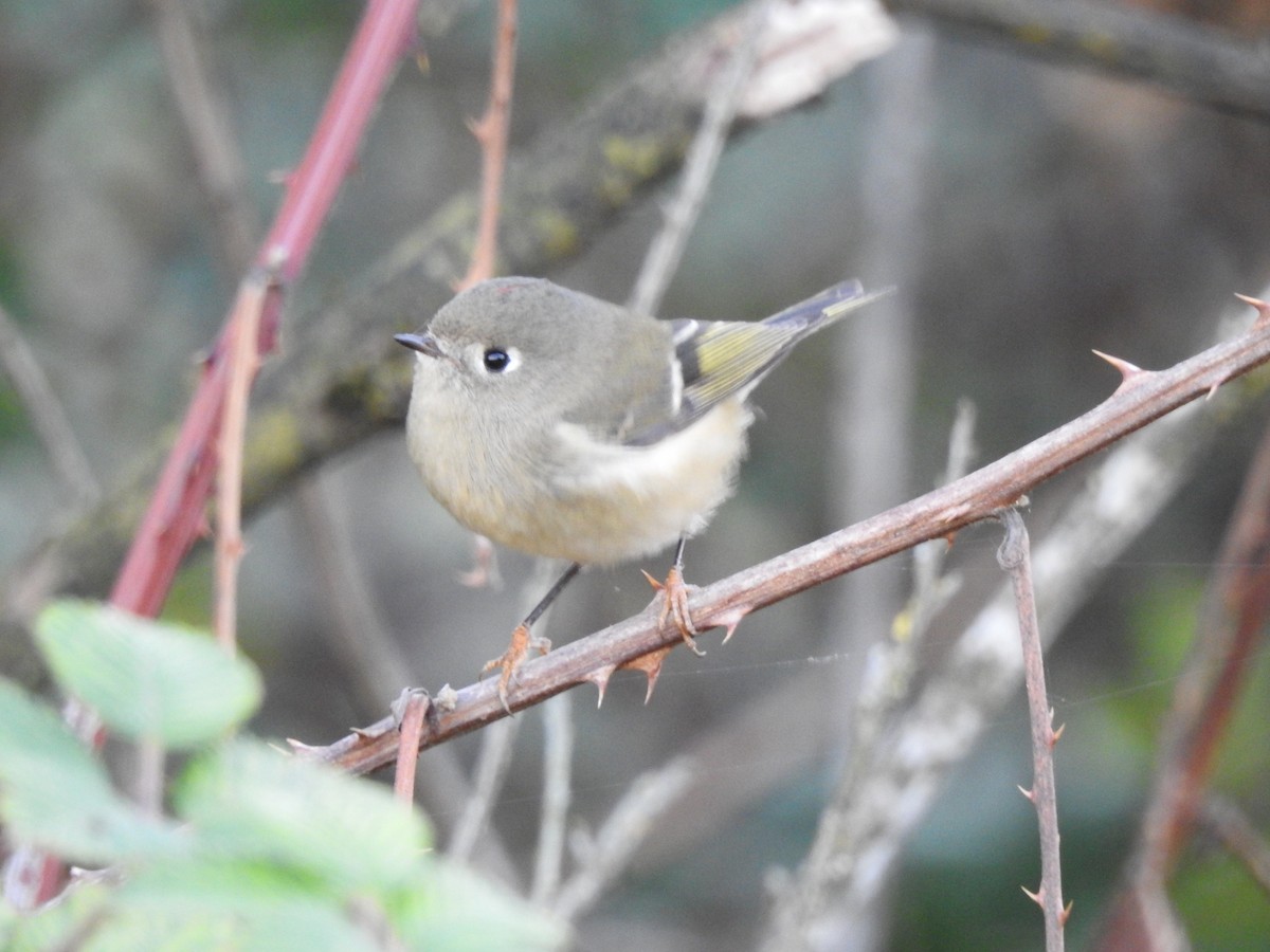 Ruby-crowned Kinglet - ML185161551