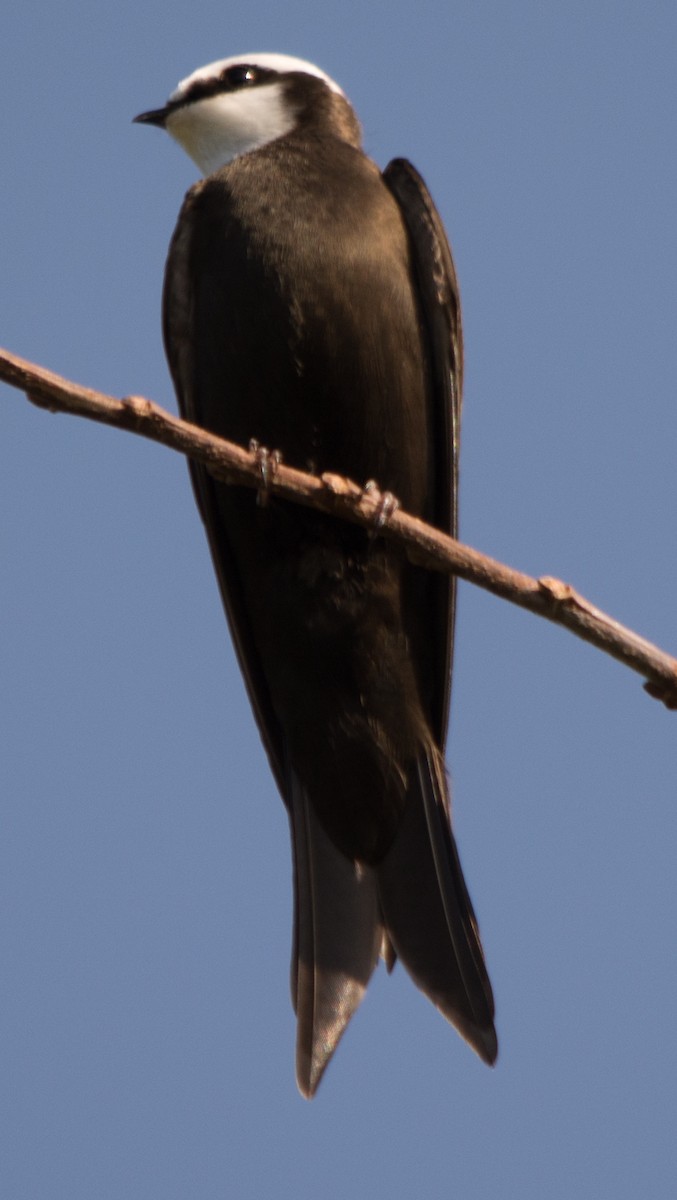 White-headed Sawwing - Philip Reimers