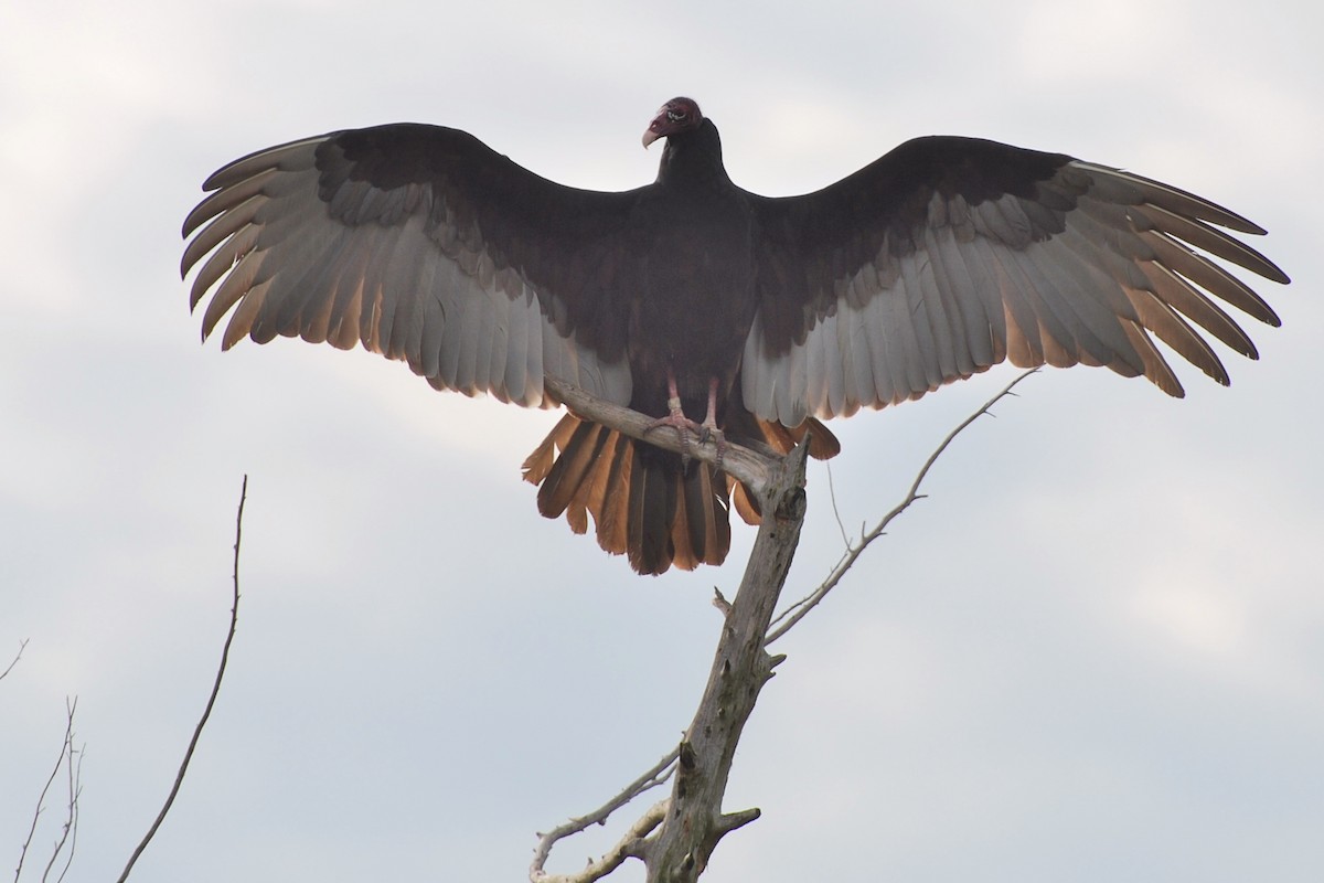 Turkey Vulture - ML185162401