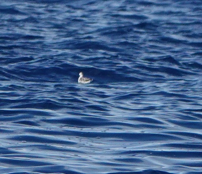 Red-necked Phalarope - Sue Hacking