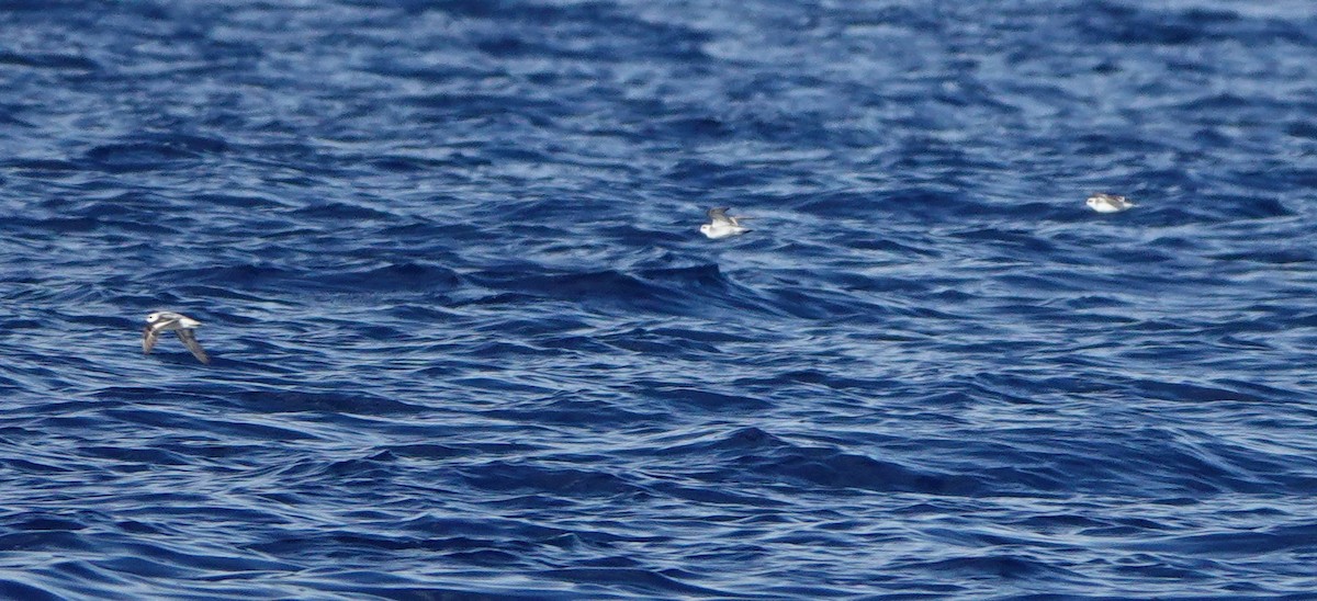 Red-necked Phalarope - Sue Hacking