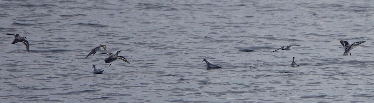 Red-necked Phalarope - Sue Hacking