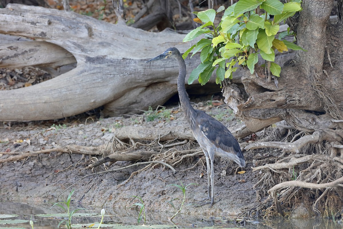 Great-billed Heron - Holger Teichmann