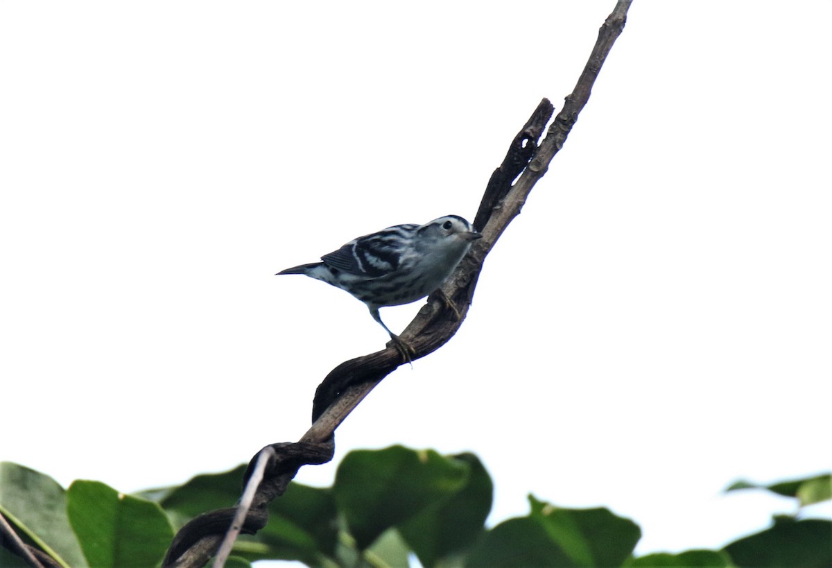 Black-and-white Warbler - ML185165911