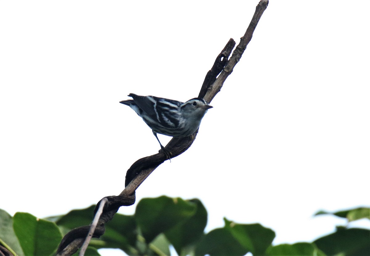 Black-and-white Warbler - ML185165921