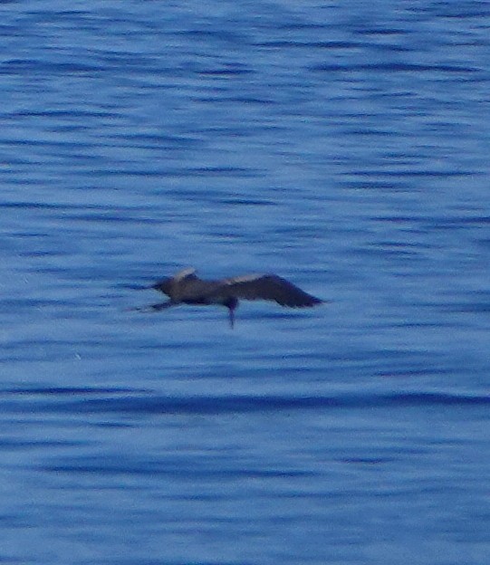 Wedge-tailed Shearwater - ML185166491