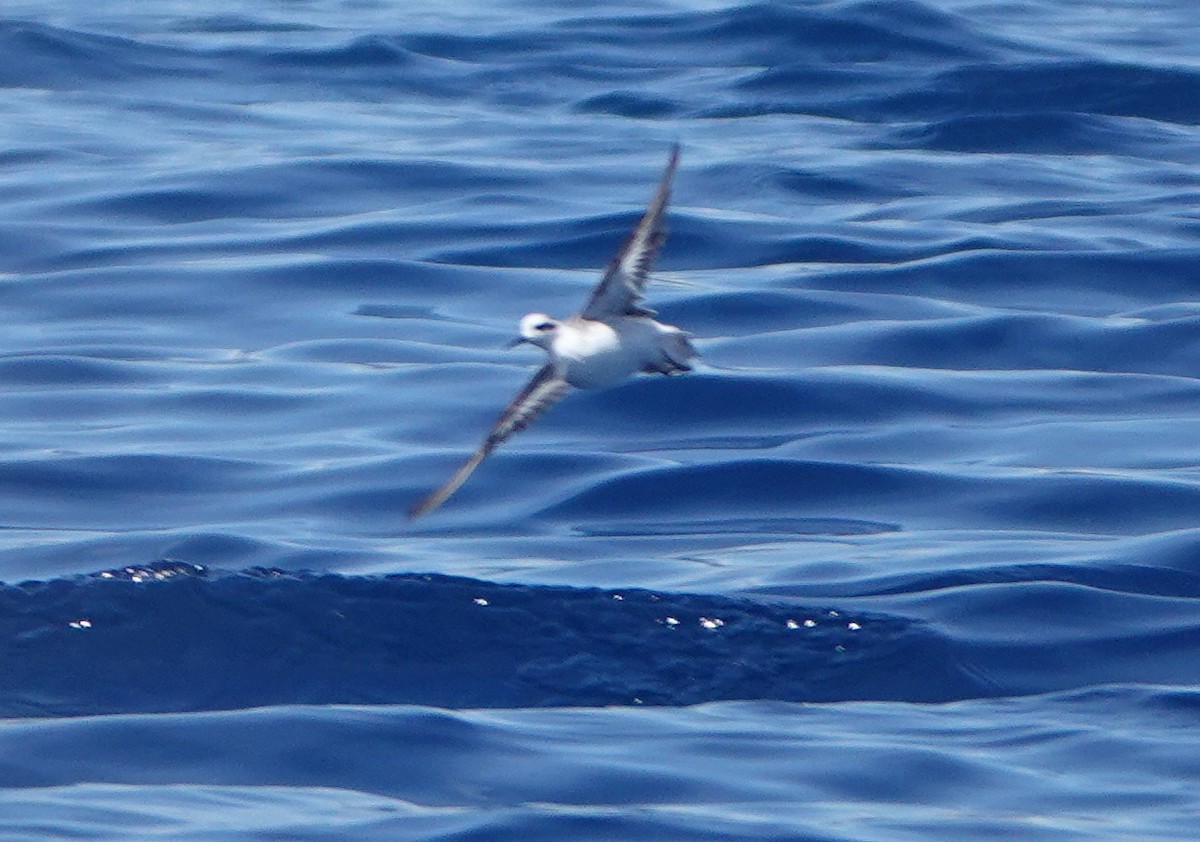 Red-necked Phalarope - Sue Hacking