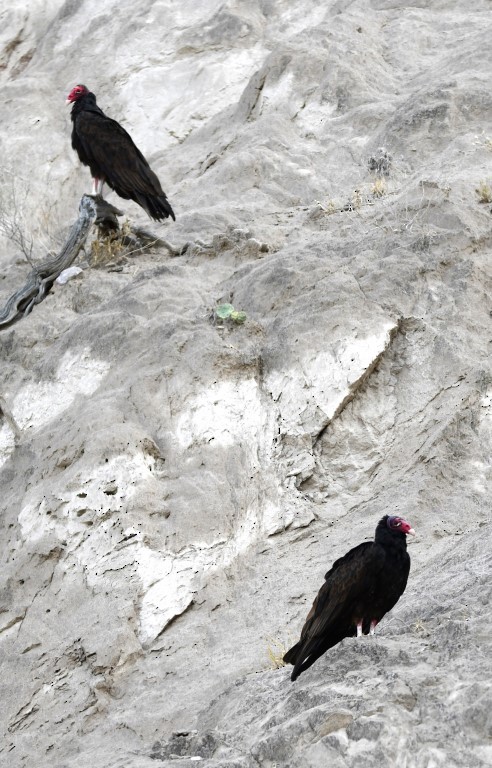 Turkey Vulture - ML185167821