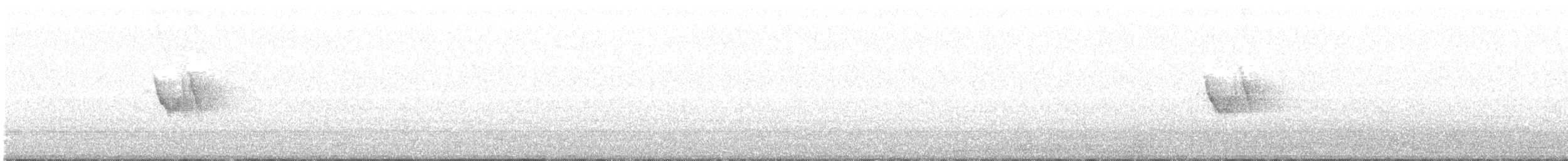 White Wagtail - ML185168061
