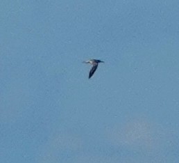 Wedge-tailed Shearwater - ML185168131