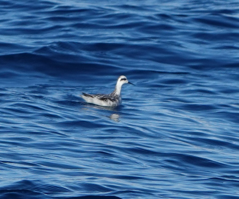 Red-necked Phalarope - Sue Hacking