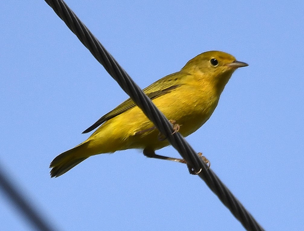 Yellow Warbler - ML185168151