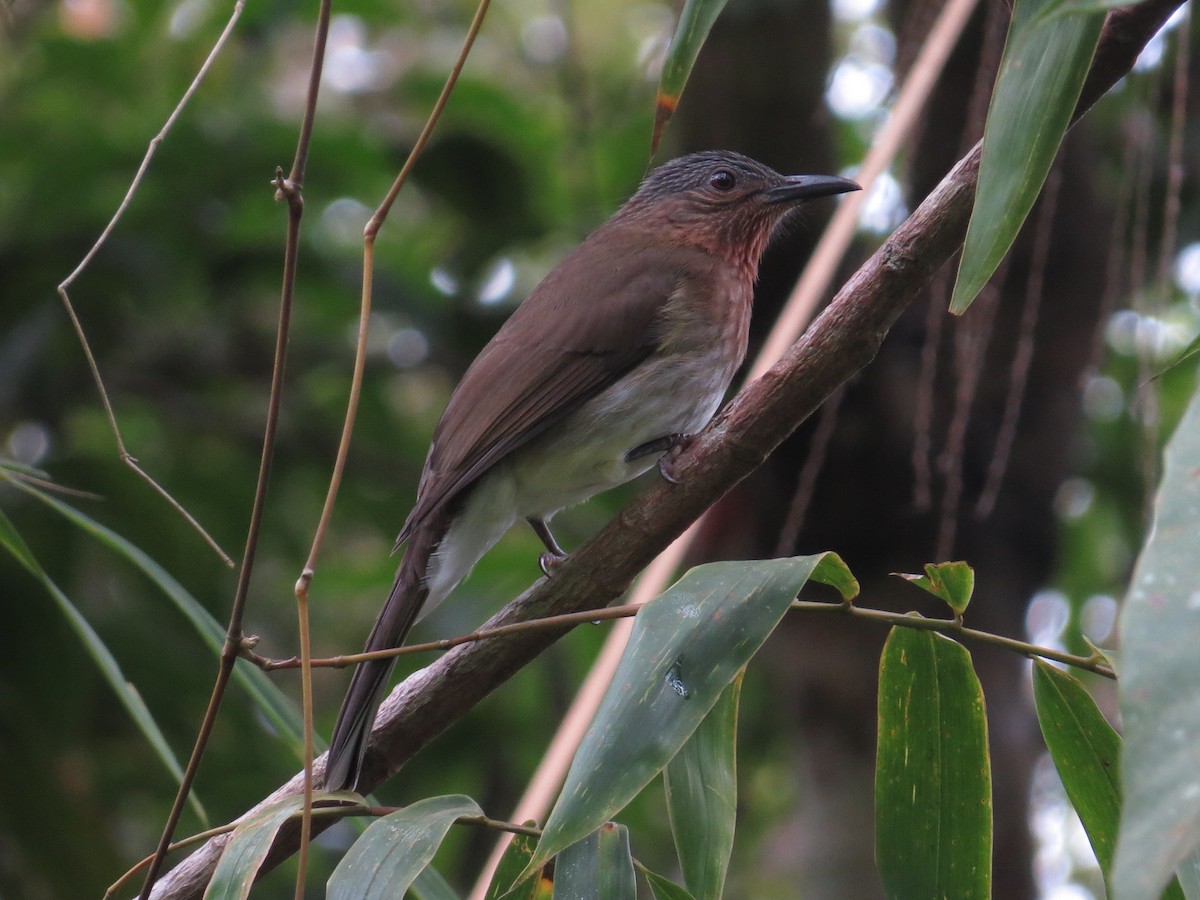 Philippine Bulbul - ML185168521