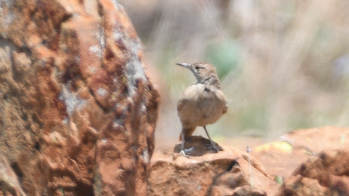 Transvaal Toygarı - ML185170551