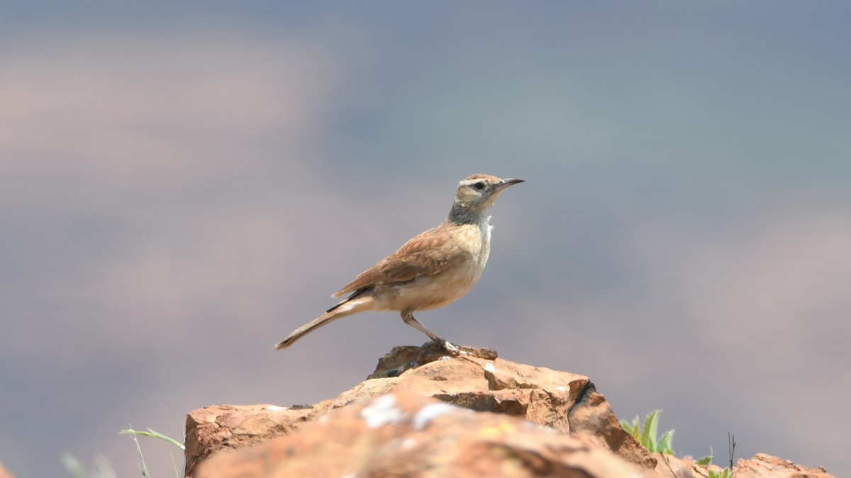 Transvaal Toygarı - ML185170561