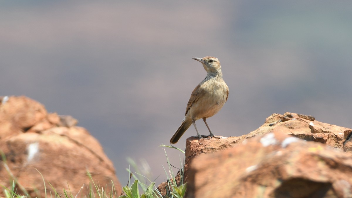 Transvaal Toygarı - ML185170571