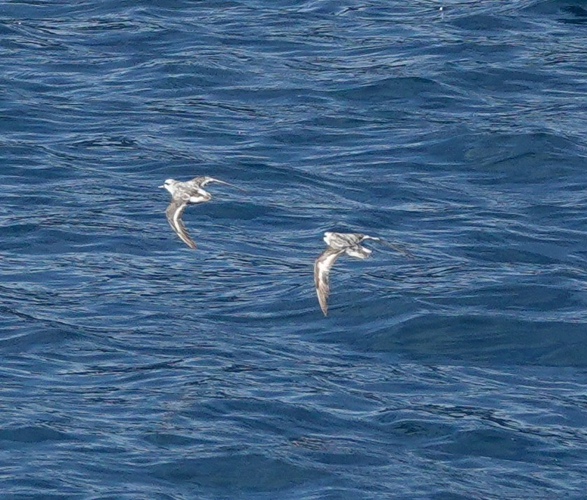 Red-necked Phalarope - Sue Hacking