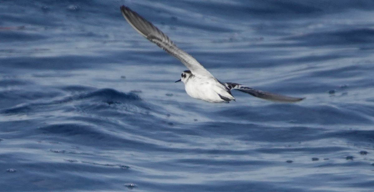 Phalarope à bec étroit - ML185171181