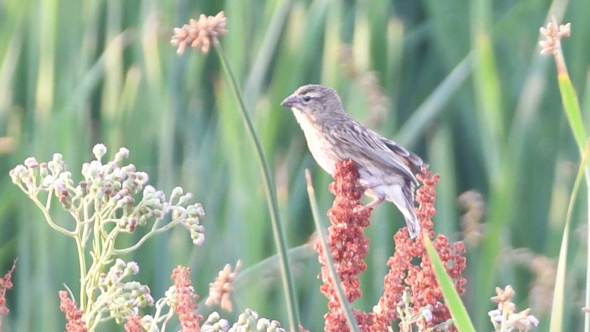 Southern Red Bishop - ML185171231