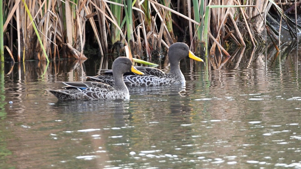 Yellow-billed Duck - ML185171411