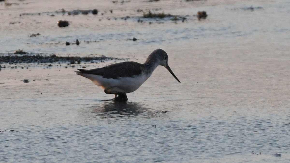 Common Greenshank - ML185171481