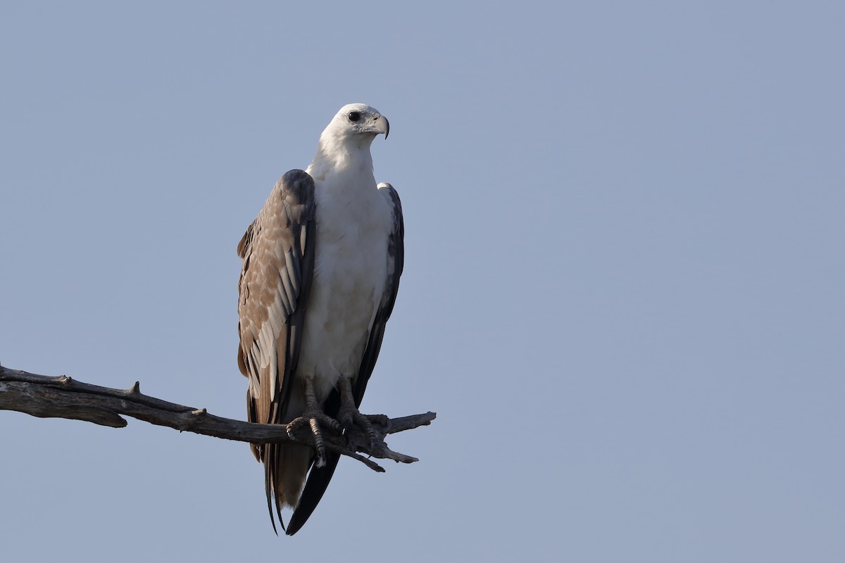 White-bellied Sea-Eagle - Holger Teichmann