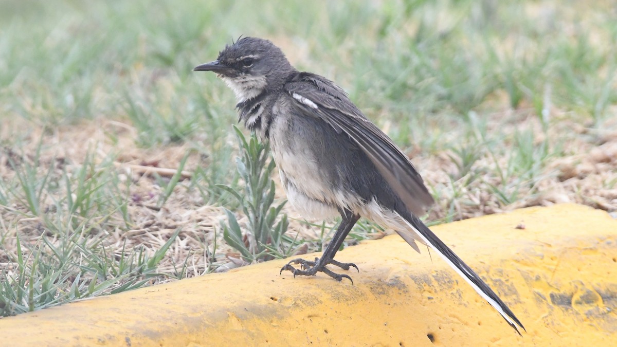 Cape Wagtail - ML185172151