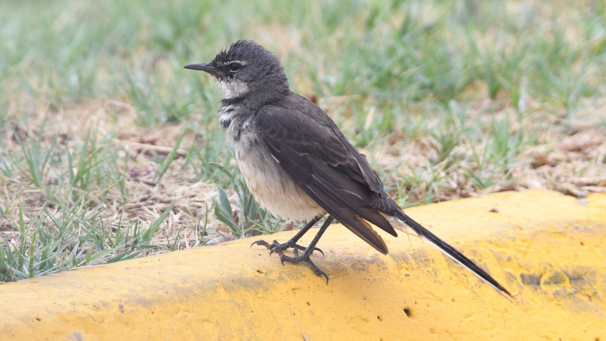 Cape Wagtail - ML185172161