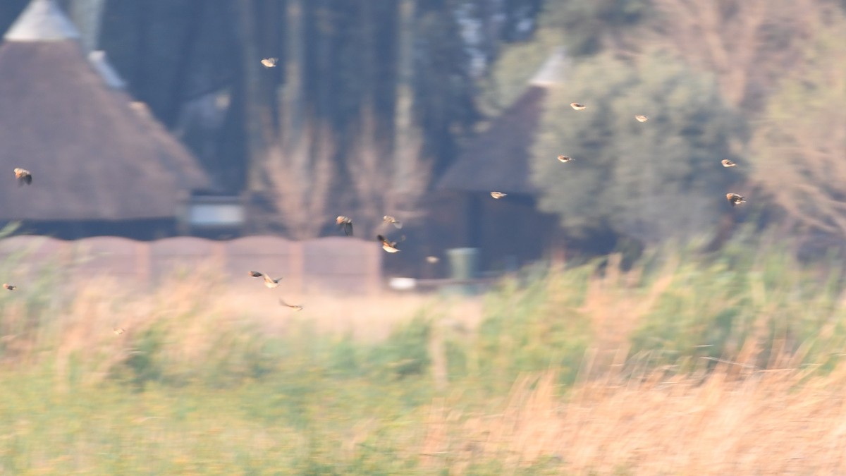 Fan-tailed Widowbird - ML185172291