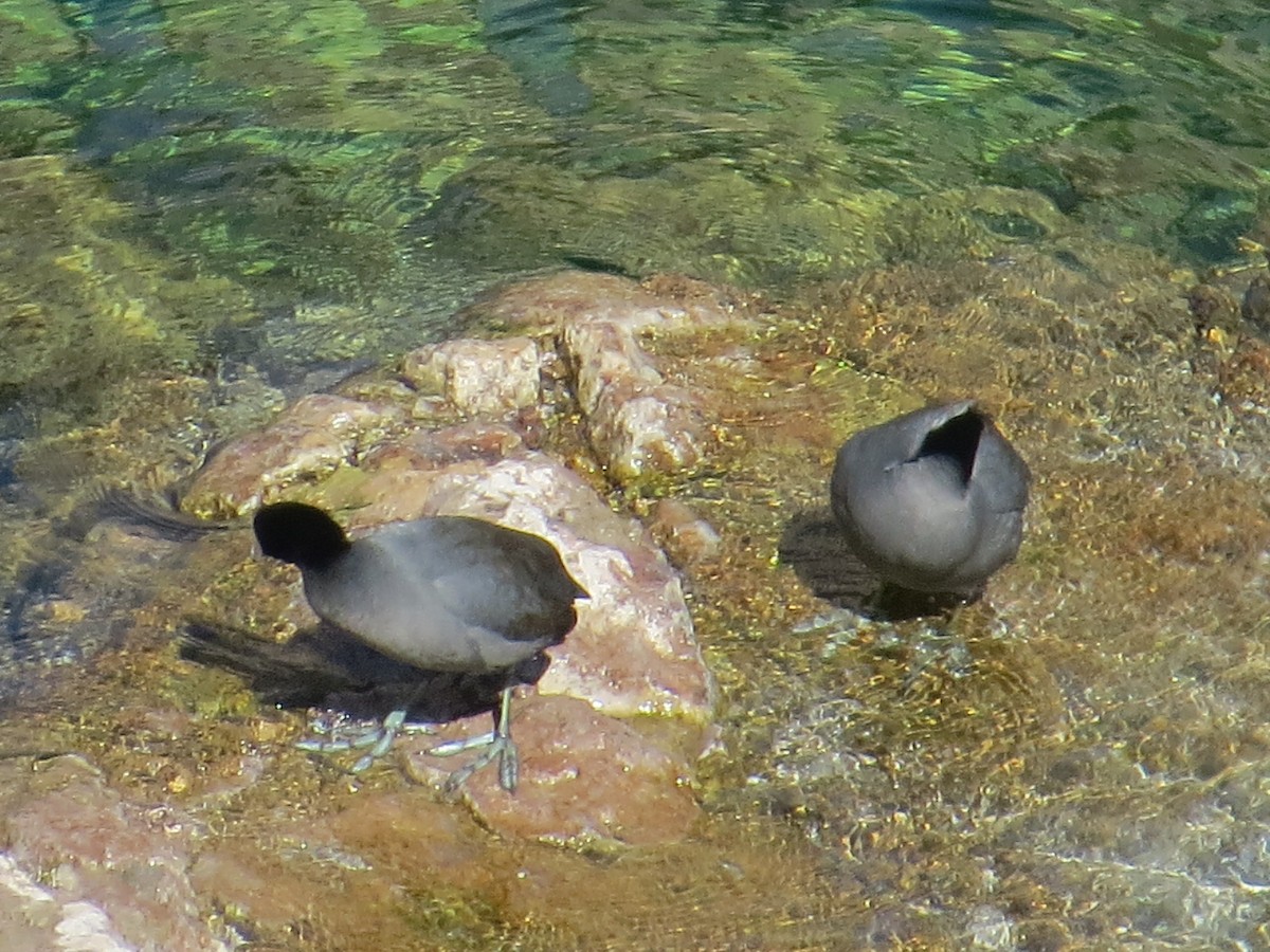 American Coot (Red-shielded) - ML185173001