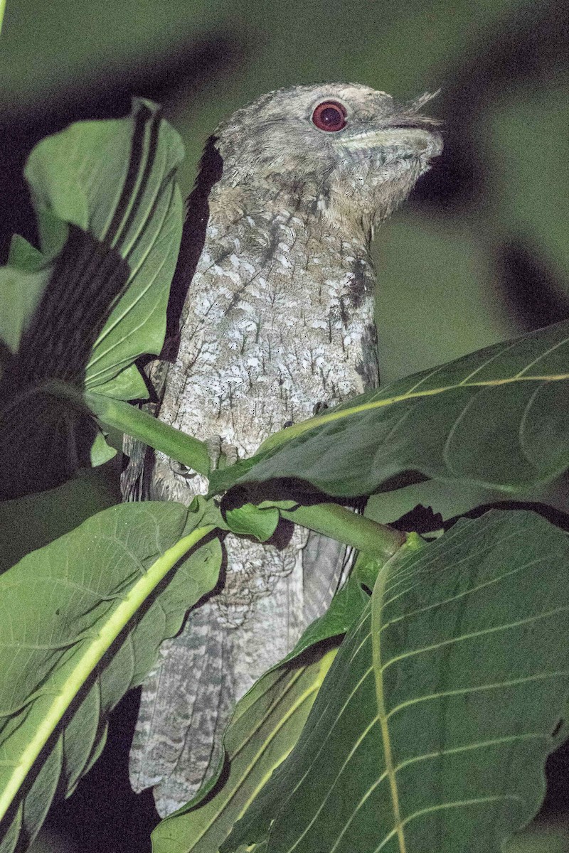 Papuan Frogmouth - ML185173041