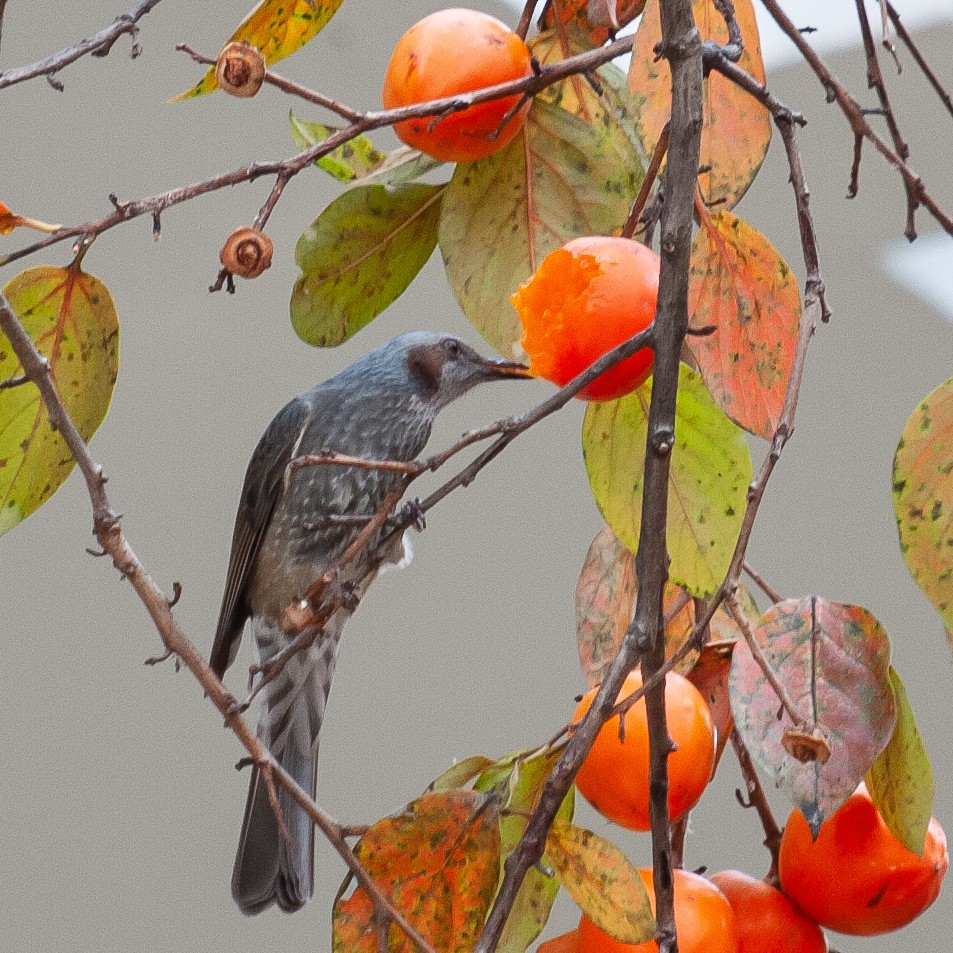 Brown-eared Bulbul - ML185173281